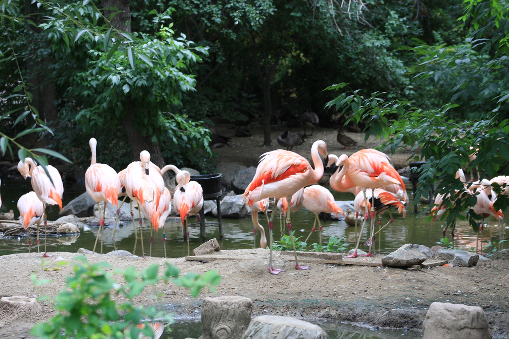 A Chilean flamingo with a curved neck stands among a group of flamingos.