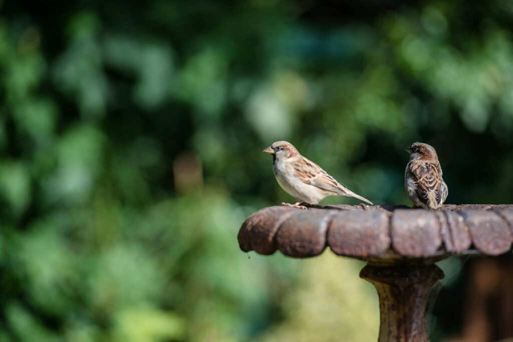 Charming sparrows rest on a rustic bird bath, surrounded by lush greenery.