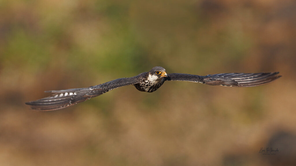 Female Amur Falcon flying, with wings spread wide