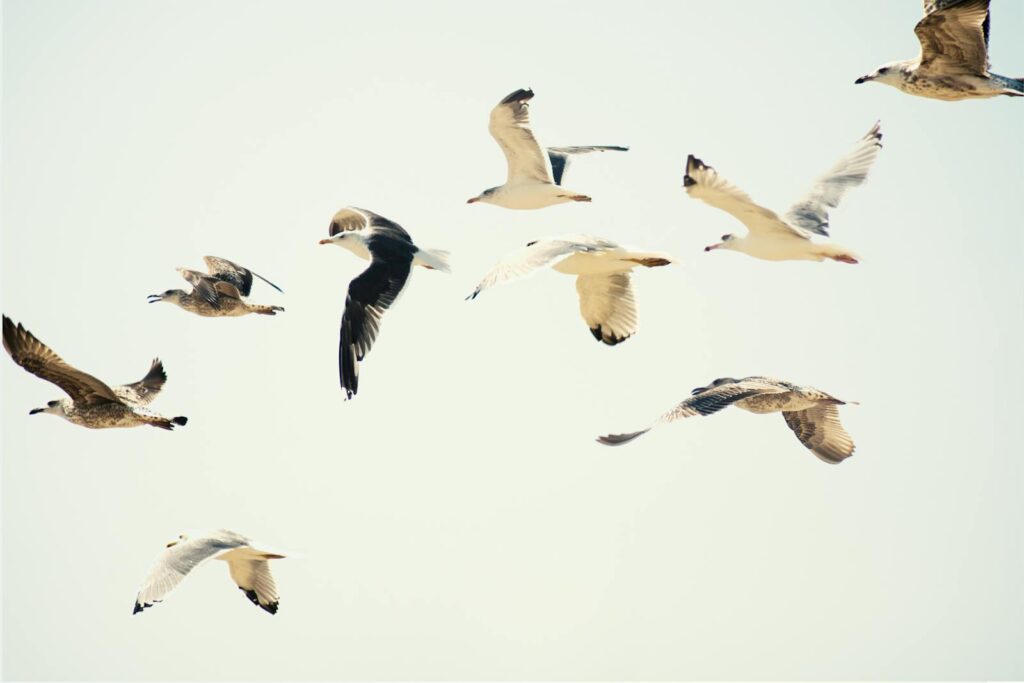 A serene image of seagulls elegantly flying in a clear sky.