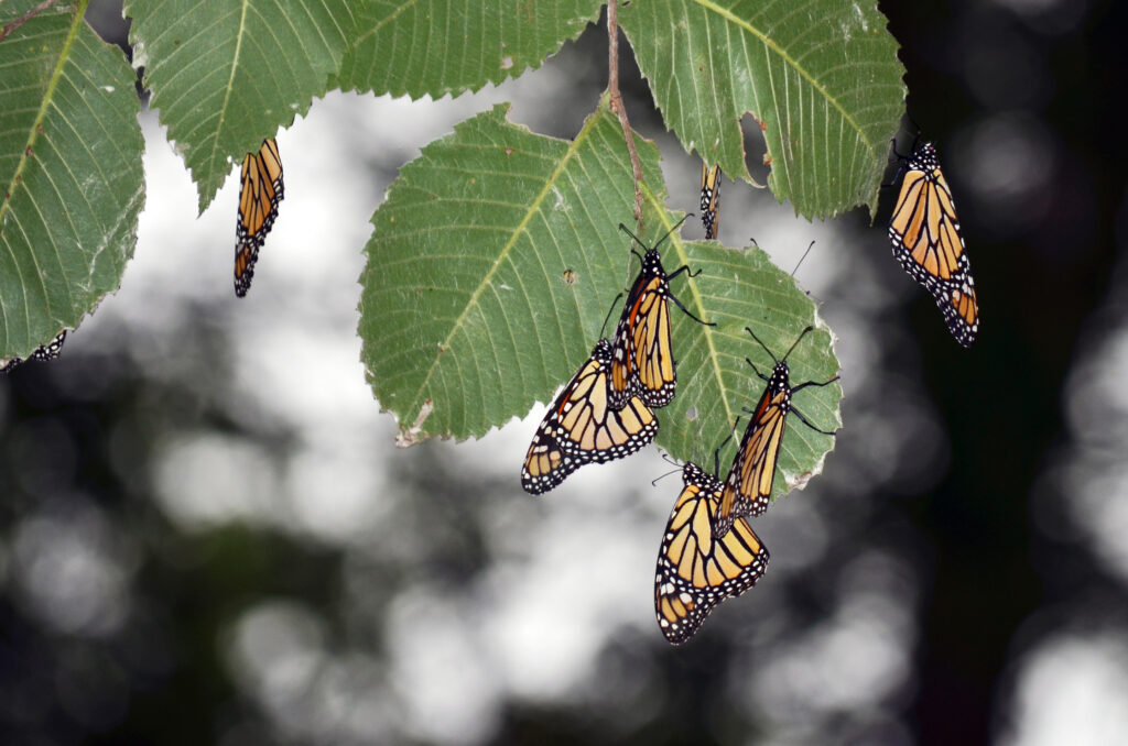 Monarch butterflies with bright orange and black wings rest on green leaves.