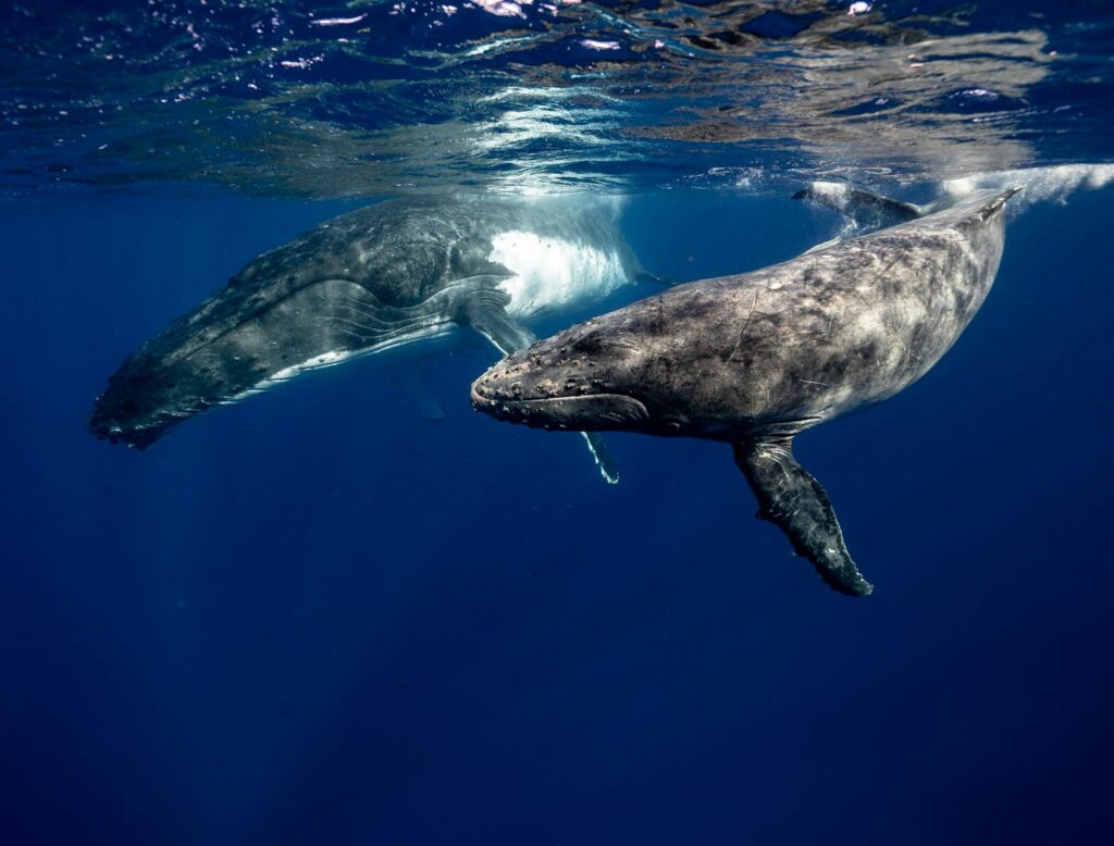 Two humpback whales swimming gracefully in the clear waters.