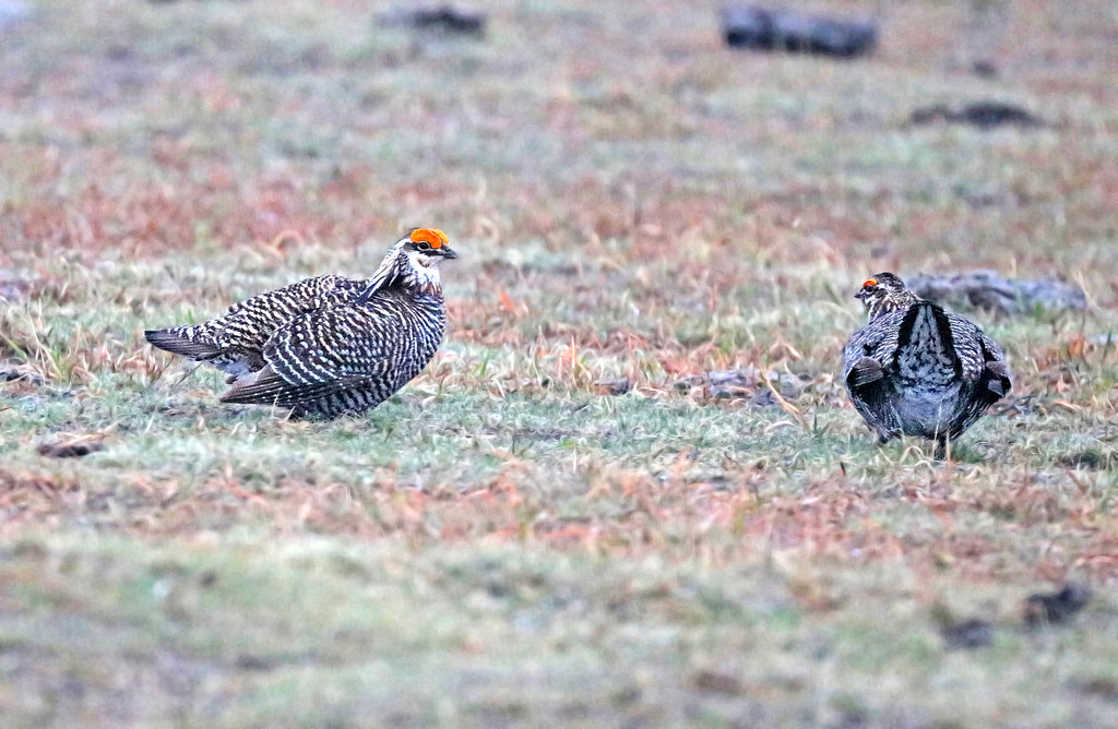 Two Greater Prairie Chickens with striped plumage and orange neck patches stand in a field.