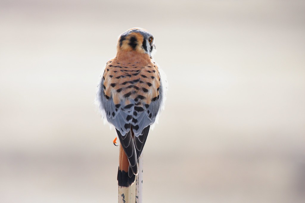 An American kestrel displays its patterned back while perched.