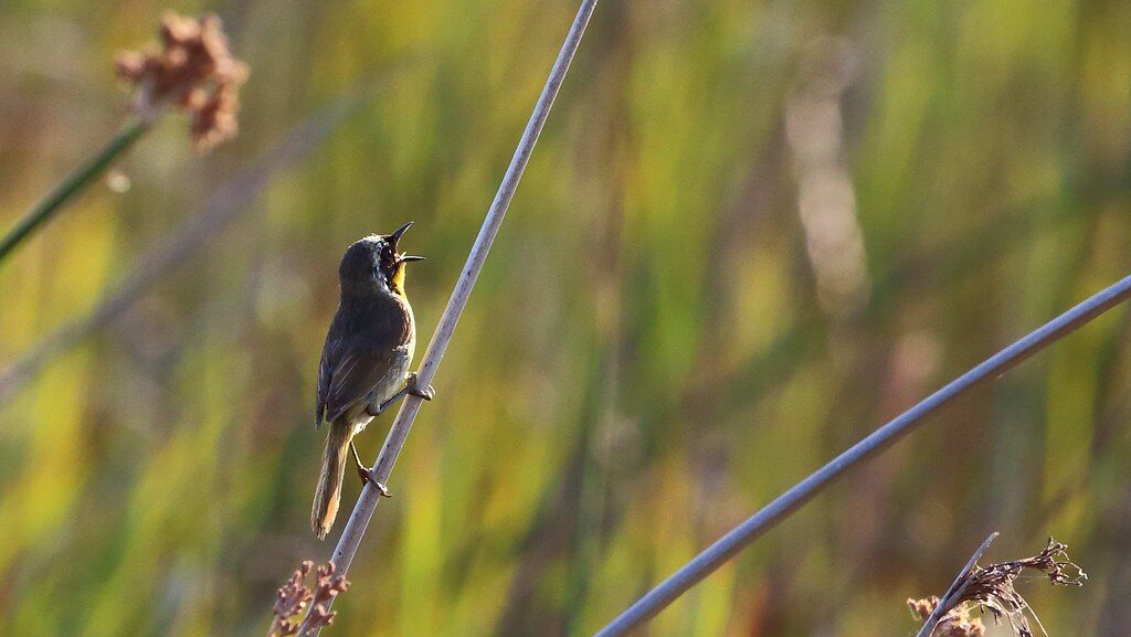 Common Yellowthroat perched on plant stem, singing as dawn light breaks