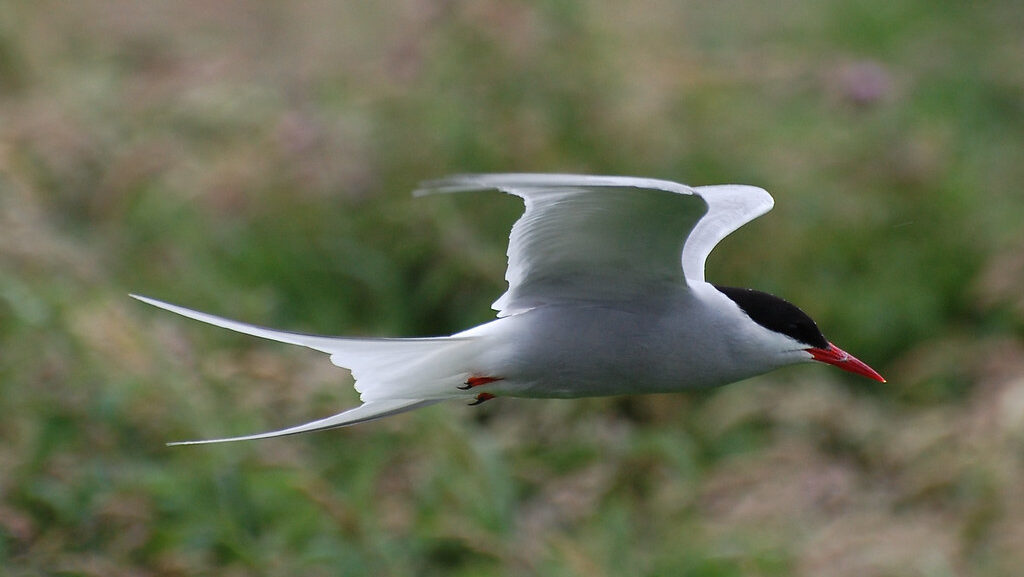 An Arctic Tern is captured in flight over a blurred green landscape.