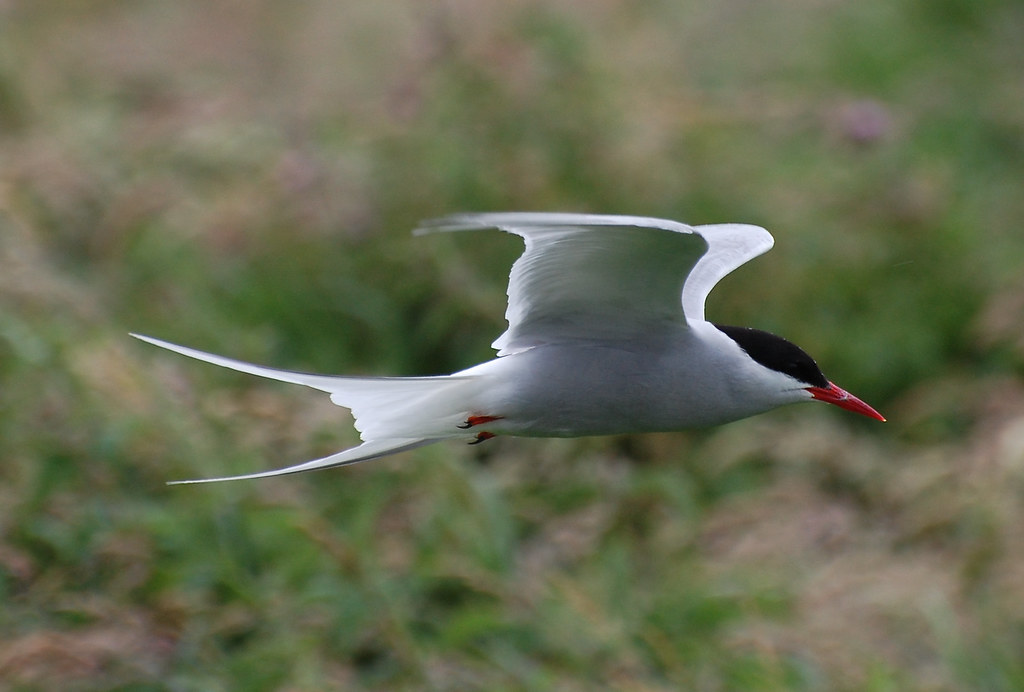 An Arctic Tern is captured in flight over a blurred green landscape.