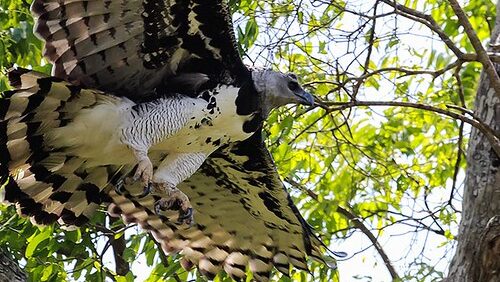 Harpy eagle swooping through the air with wings spread wide