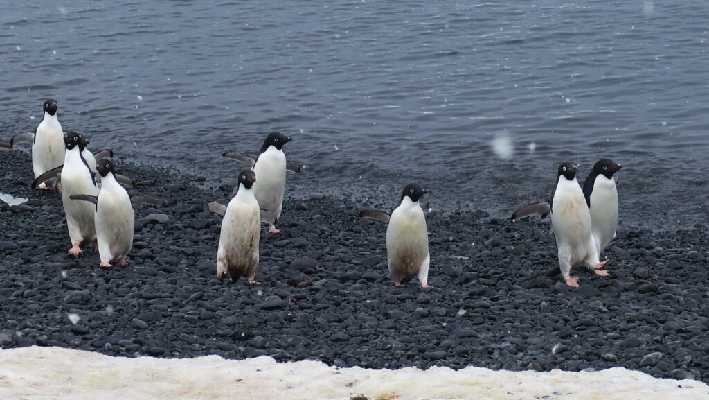 Group of Adélie penguins on a snowy rocky beach in Antarctica.