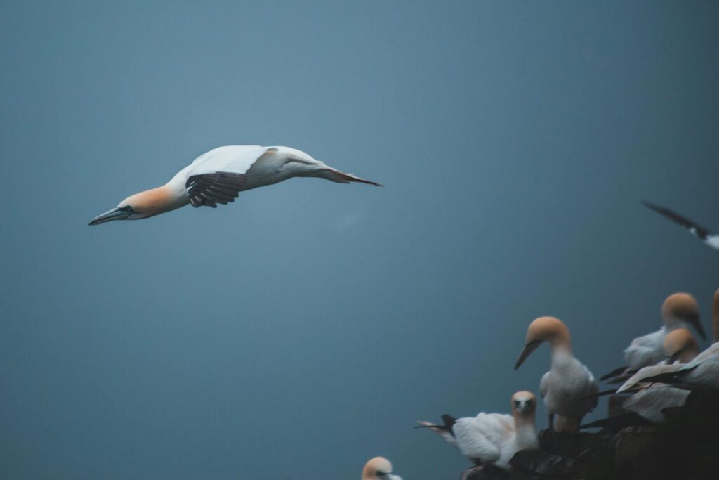 Capture of gannets soaring over a coastal cliff, showcasing natural grace and beauty.