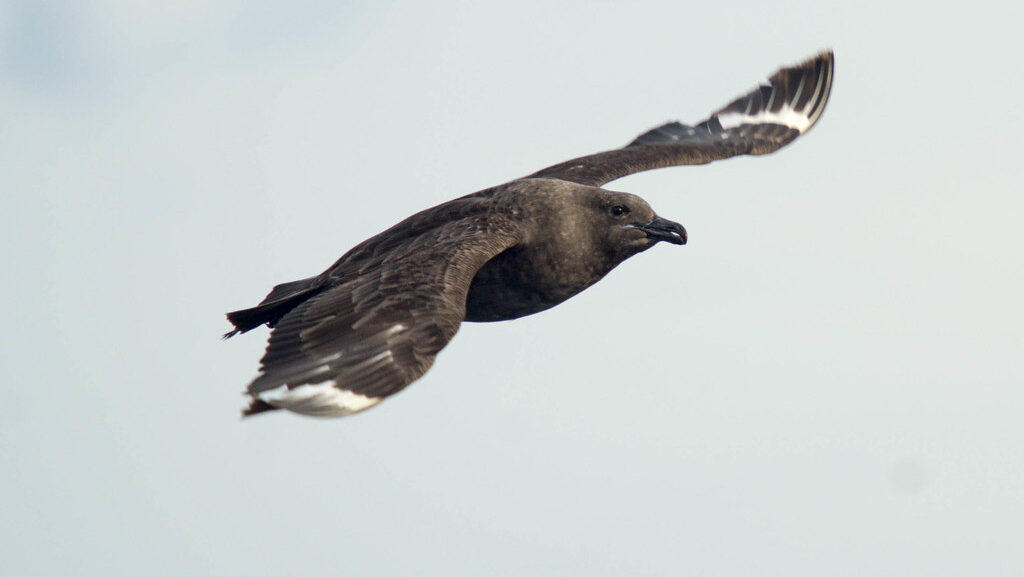 South Polar Skua in flight with wings spread wide