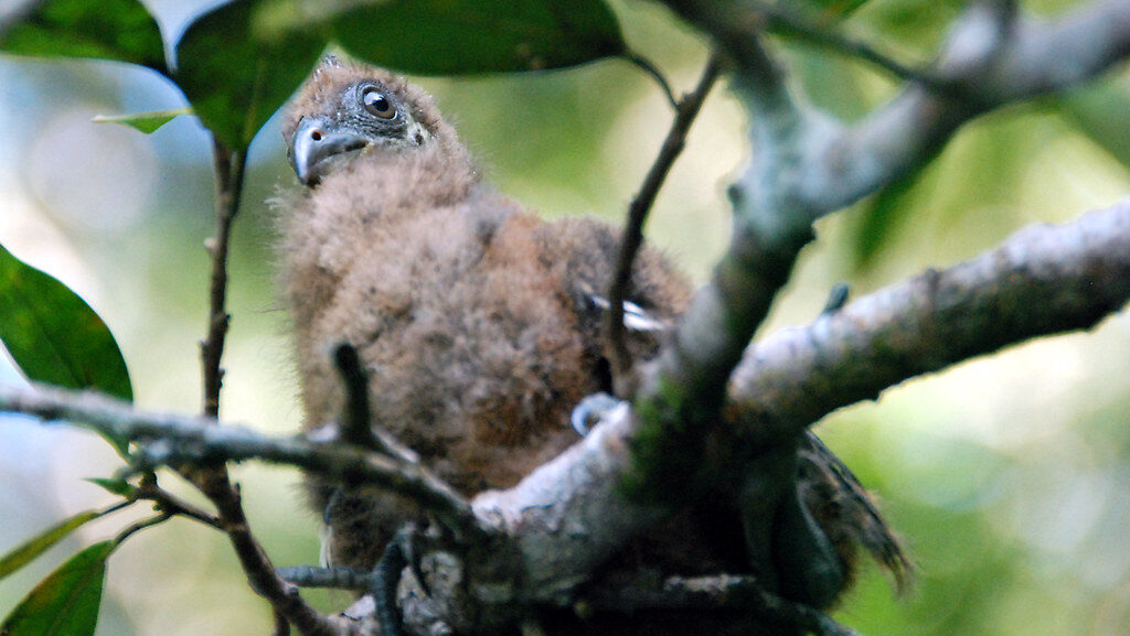 A baby hoatzin with brown plumage sits nestled in a tree.