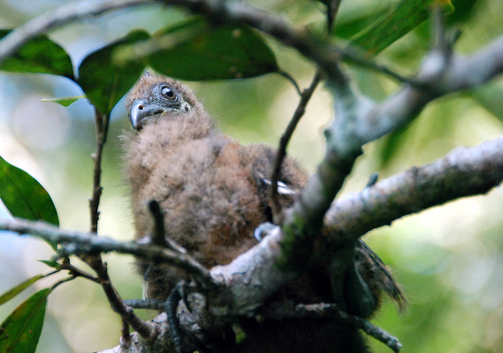 A baby hoatzin with brown plumage sits nestled in a tree.