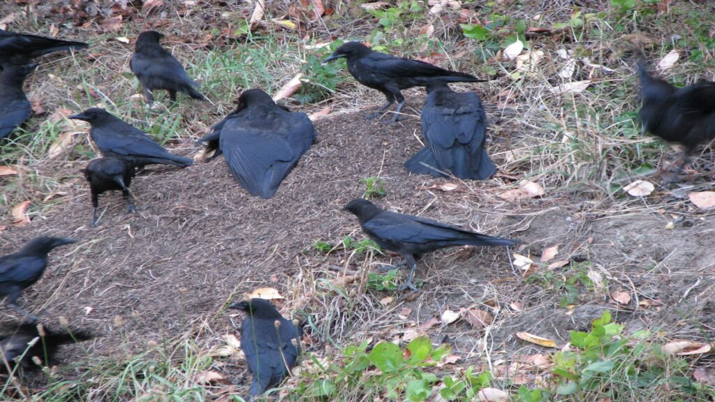 Olympic Crows Anting