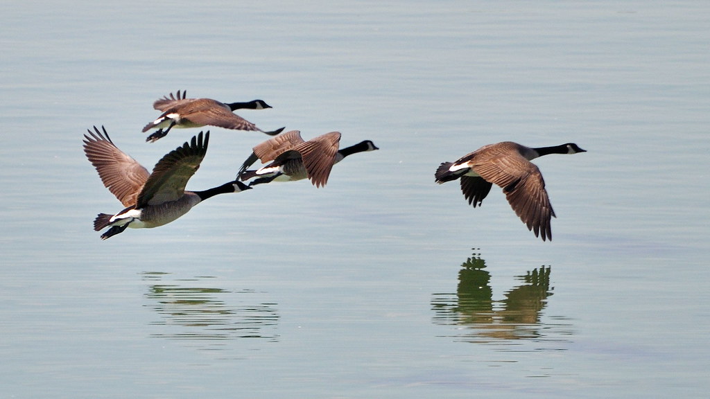 A V-formation of Canada Geese soars across a cloudy sky.
