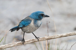 A Florida Scrub-Jay with vibrant blue and gray plumage perches on a branch.