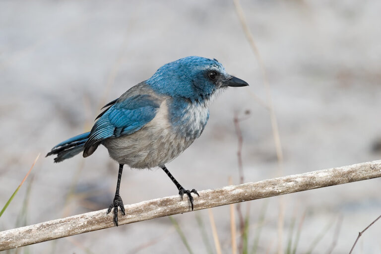 A Florida Scrub-Jay with vibrant blue and gray plumage perches on a branch.