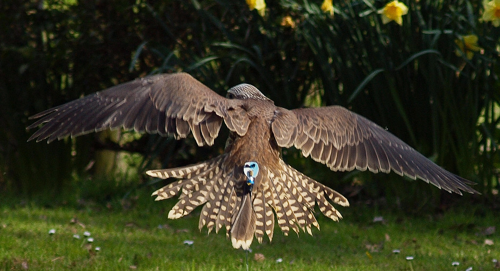 A radio tracking device on a Saker Falcon at the Cotswold.