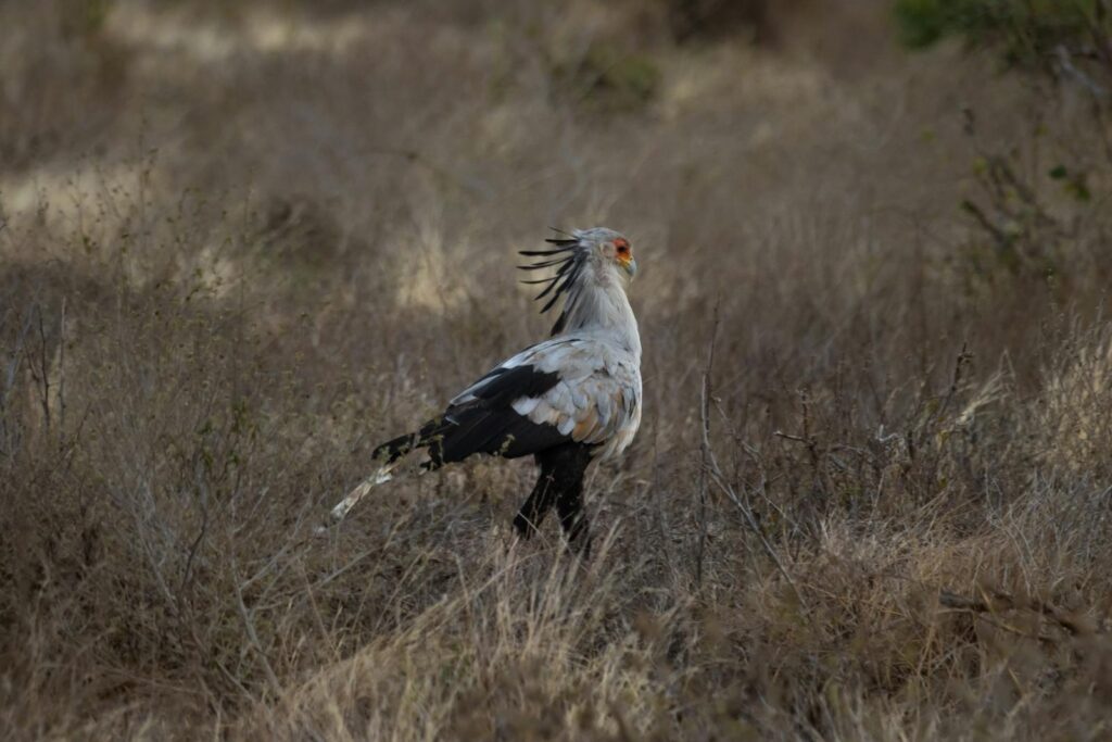 A striking Secretary Bird struts through the savannah in Tsavo National Park, Kenya.