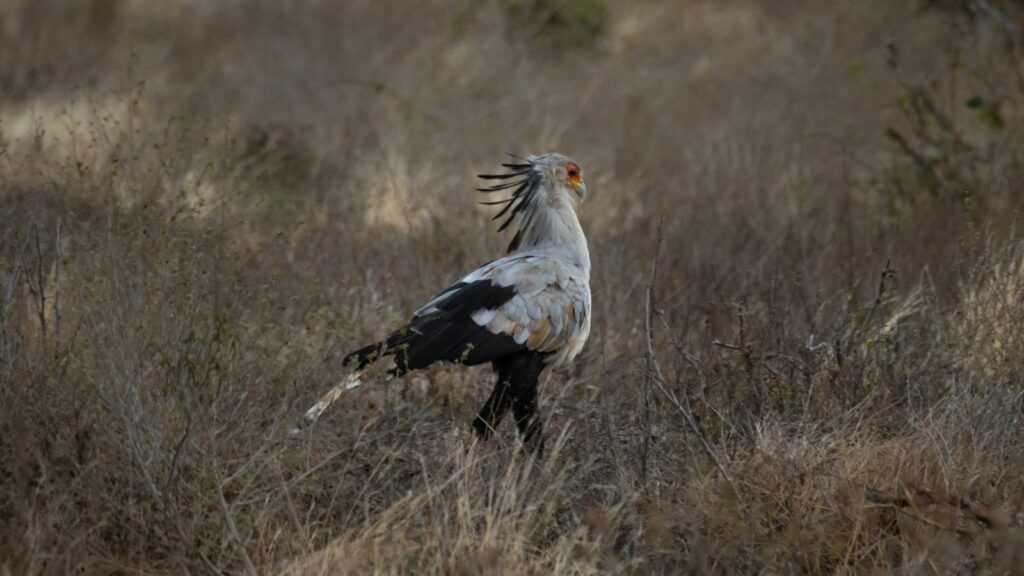 A secretary bird strolling through a parched grassy field