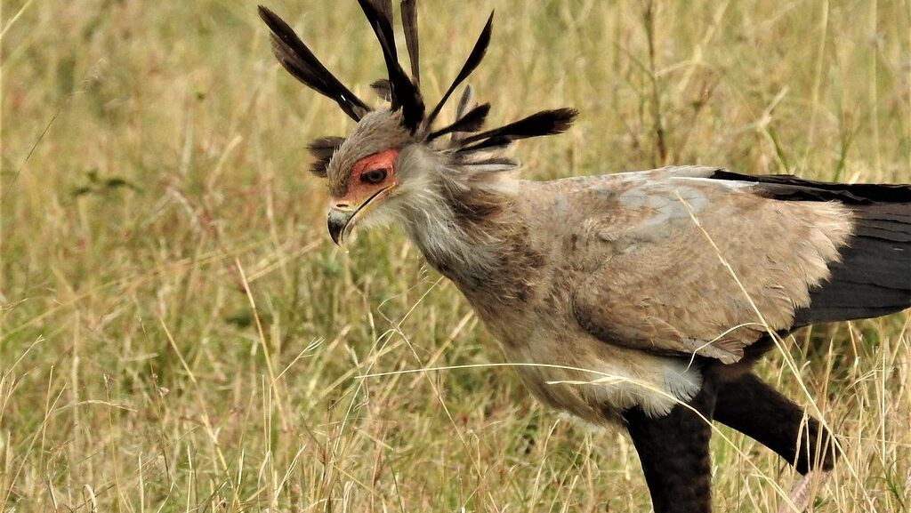 Secretary Bird standing on dry grass, looking down