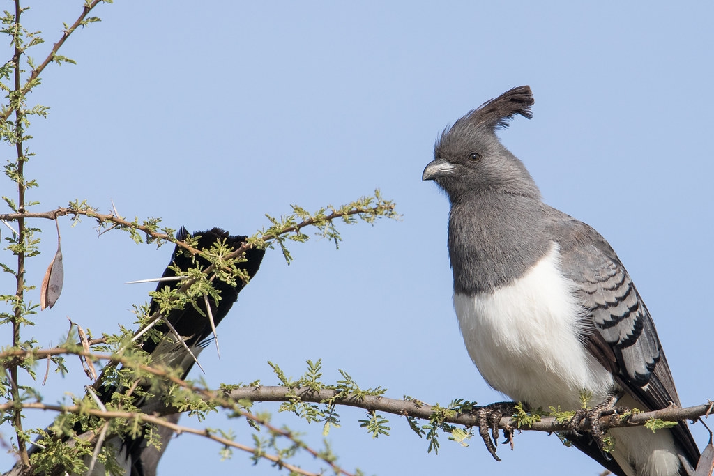 A White-bellied Go-away-bird with a dark crest perches on a branch.