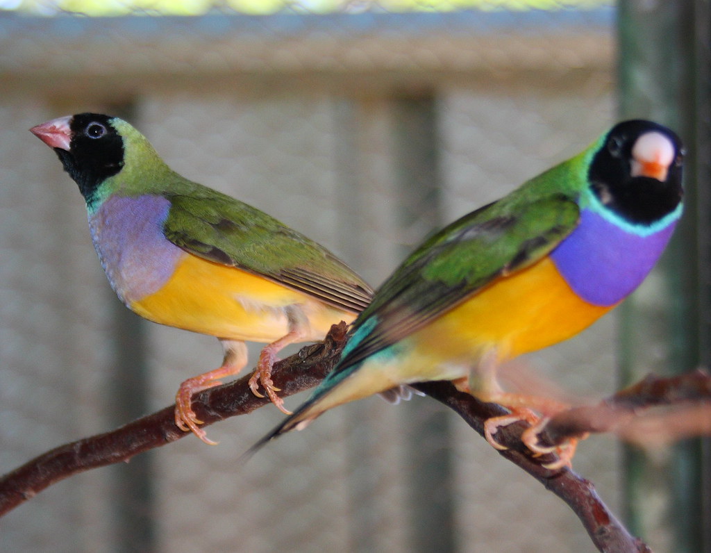 Two colorful Gouldian finches with black heads perch on a branch.