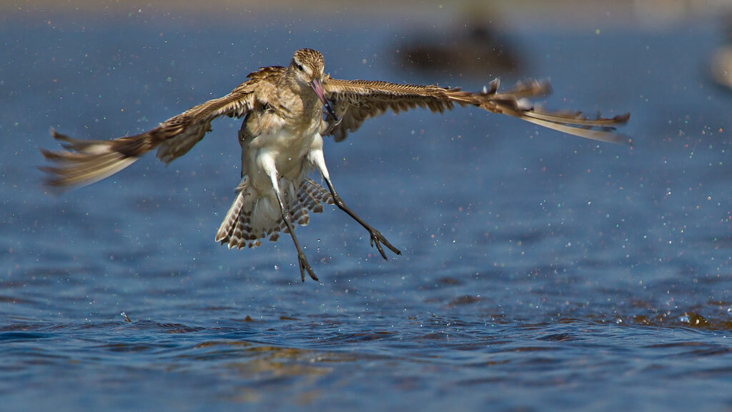 Bar-tailed Godwit in motion, lifting off from a watery surface with open wings.