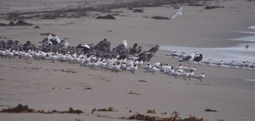 A gull colony on a sandy beach.