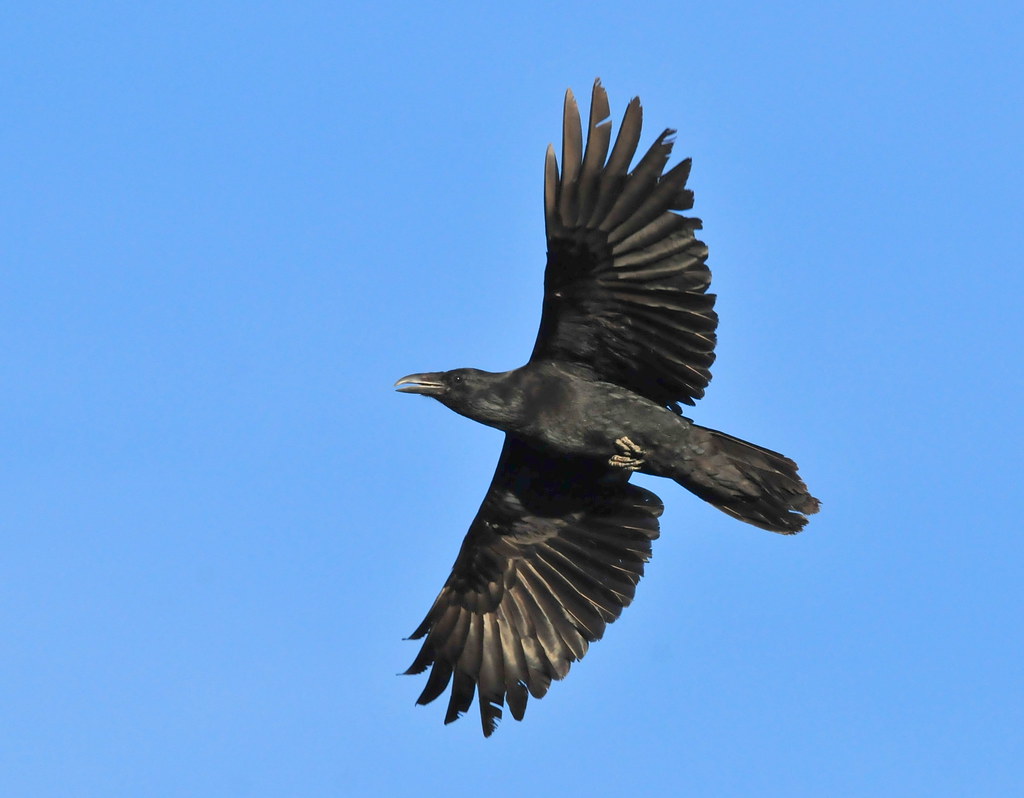 A Common Raven is in flight against a clear blue sky.