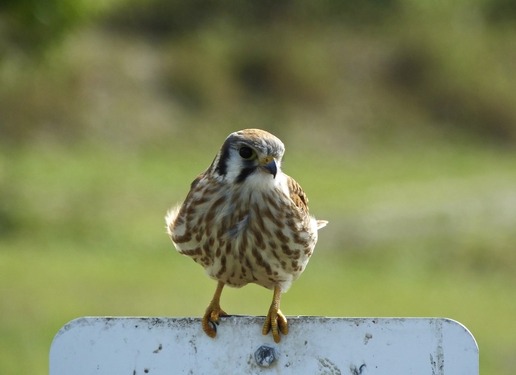 An American kestrel perches, displaying its patterned brown and orange plumage.