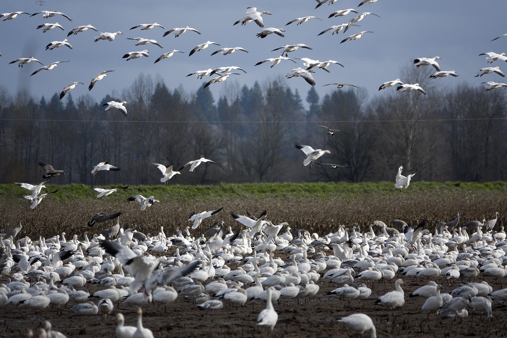 A large flock of Snow geese flies over a field in Skagit Valley.