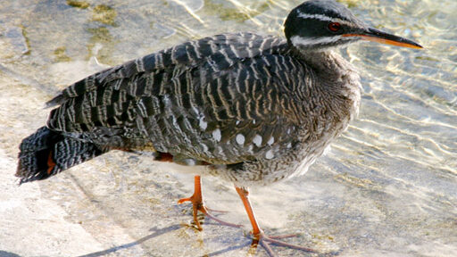 Sunbittern standing in its exhibit at Jacksonville Zoo