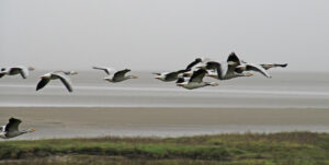 Bar-headed geese are flying in a group.