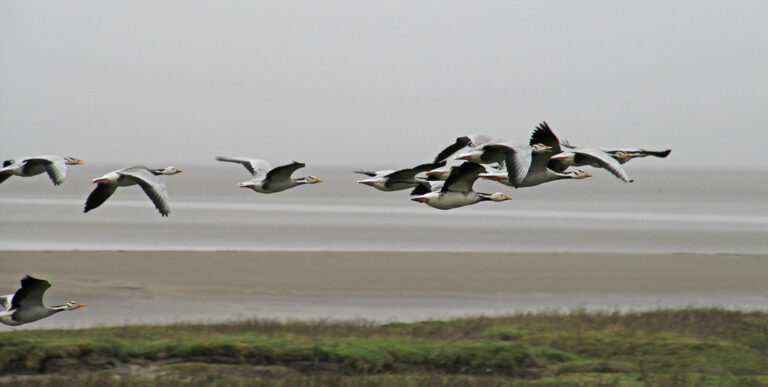 Bar-headed geese are flying in a group.