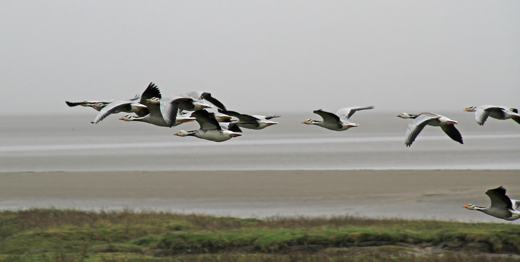 Bar-headed geese are flying in a group.