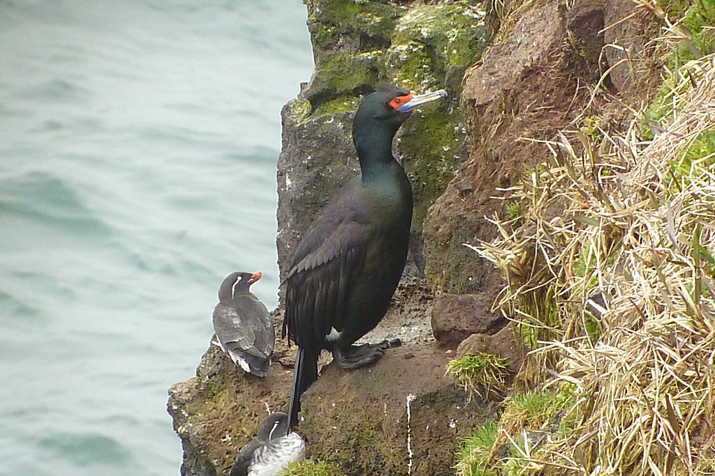 A red-faced cormorant and another bird stand on a rocky cliff overlooking the ocean.
