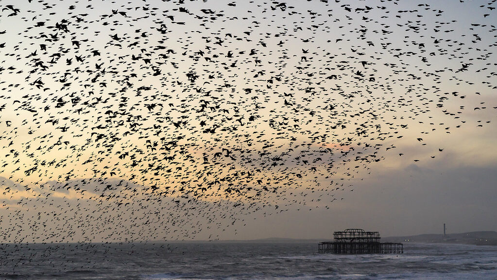 Starlings in murmuration flying in formation above the sea