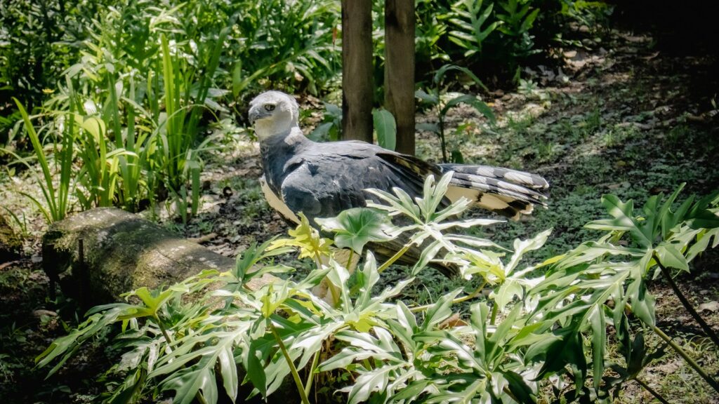 Harpy eagle perched on a log surrounded by plants