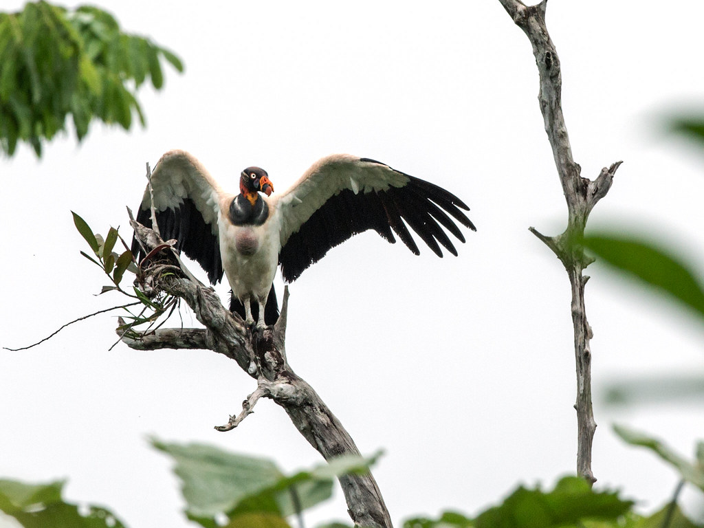 A King Vulture stands near a dark opening.