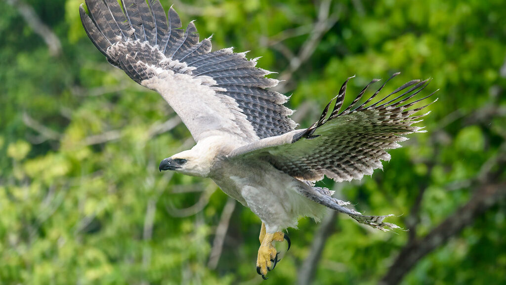Harpy eagle soaring through the forest with wings spread wide in flight