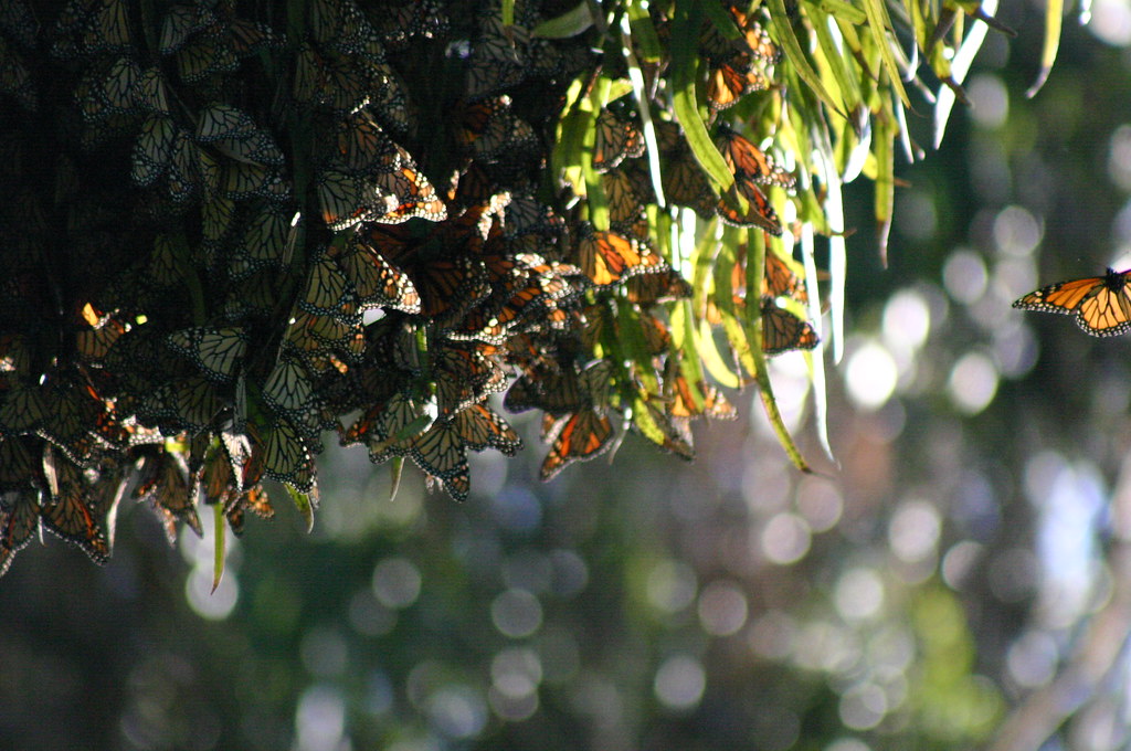 Monarch butterflies clustered on a branch.