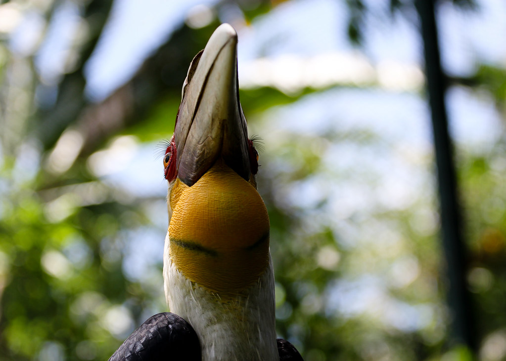 A Helmeted Hornbill perches, showing its prominent casque.