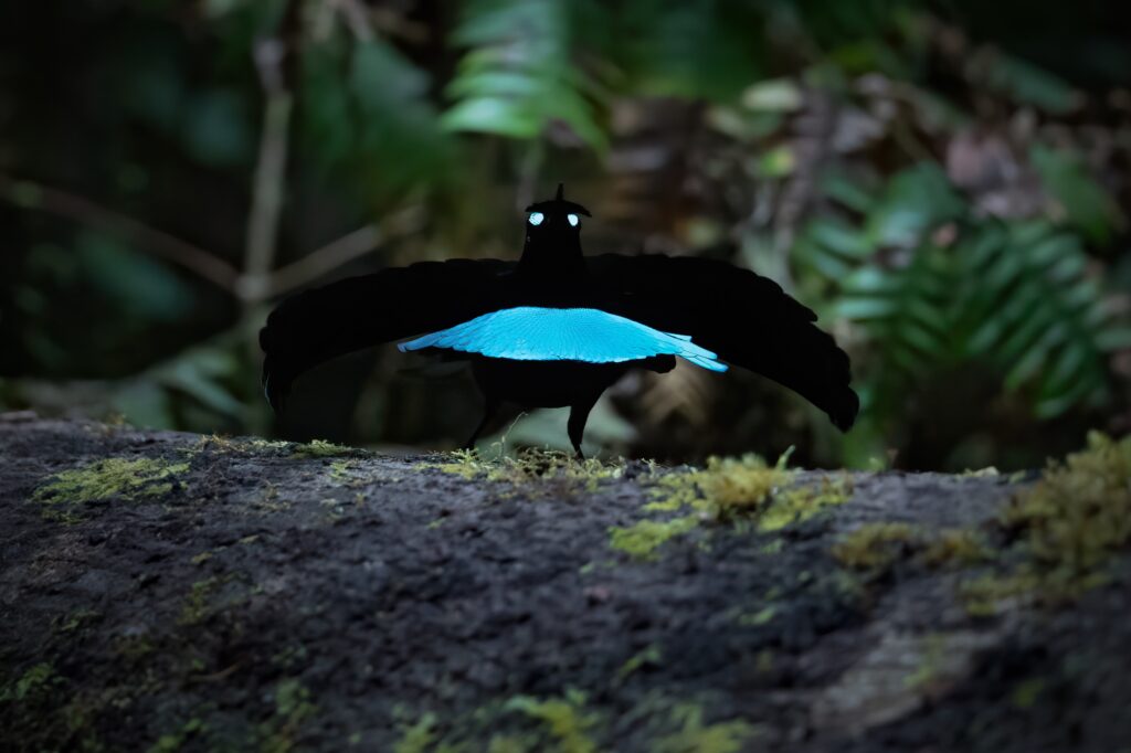 A black bird with blue feathers spreads its wings.