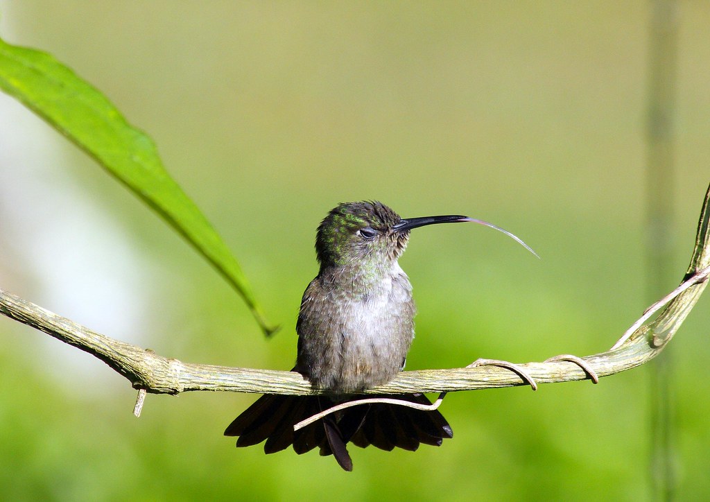 A Sombre hummingbird perches on a branch, its long tongue extended.