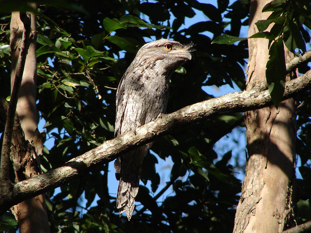 A tawny frogmouth with textured gray-brown feathers perches on a tree branch.