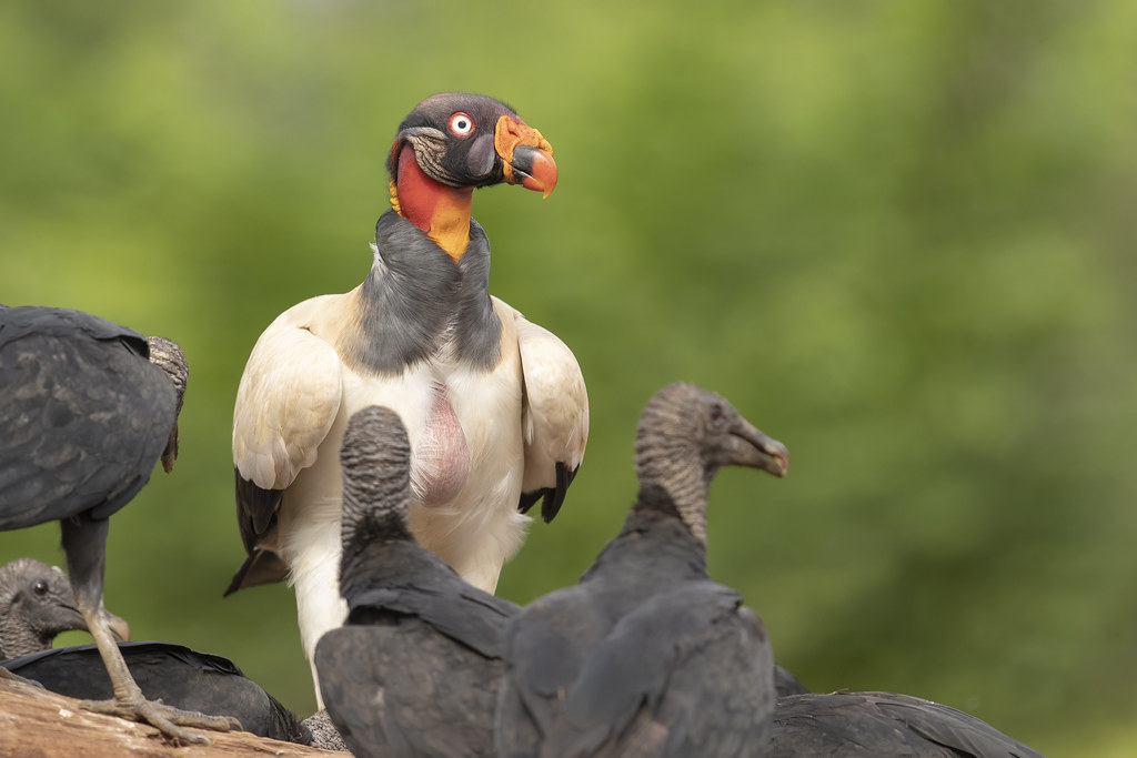 A King Vulture is perched, showing its side profile.