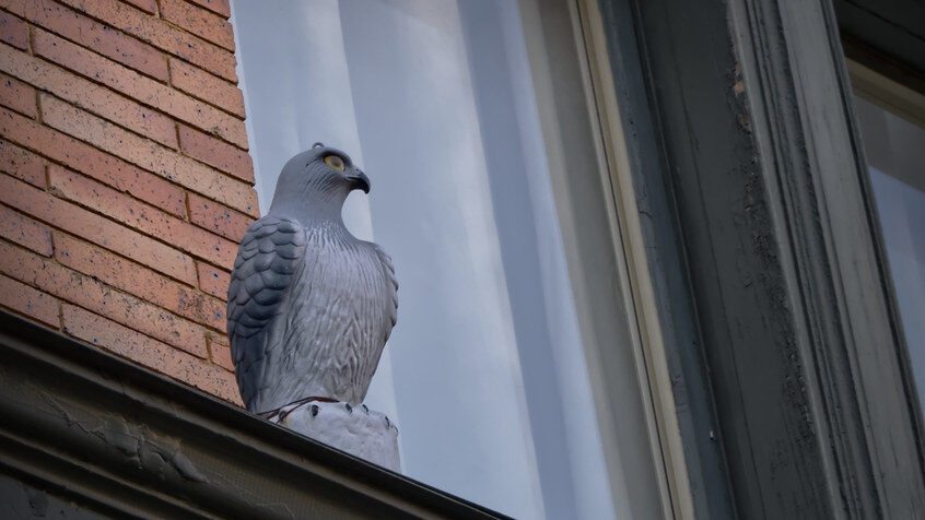 Fake hawk decoy positioned outside window to deter smaller birds