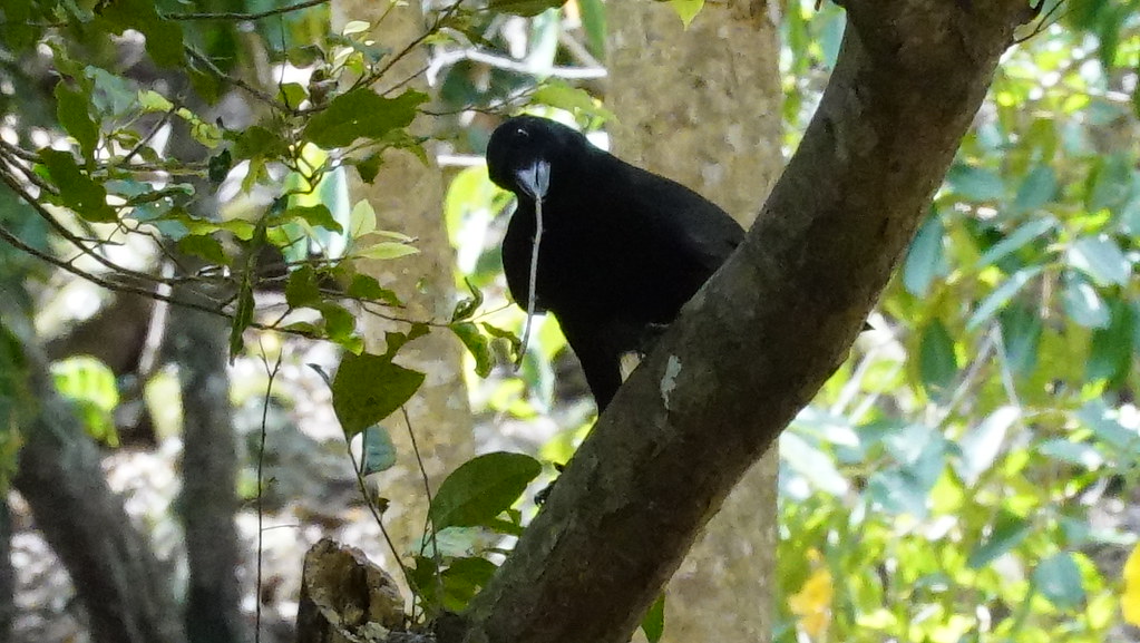 A New Caledonian crow with black plumage holds a tool while perched on a branch.