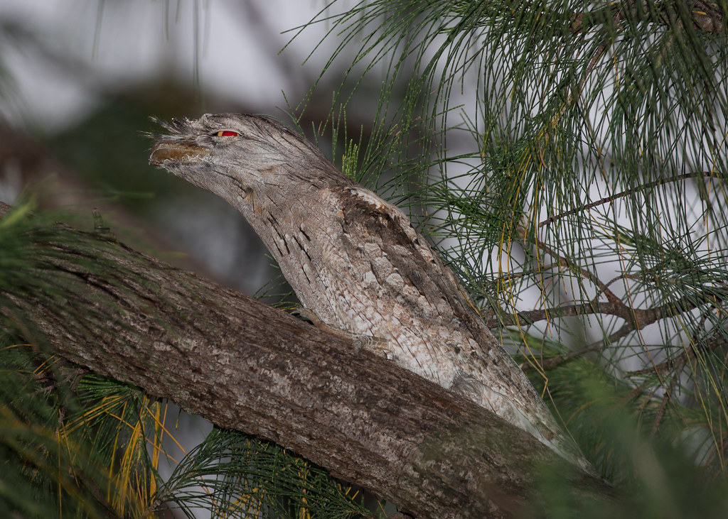 A tawny frogmouth with red eyes perches on a tree branch.